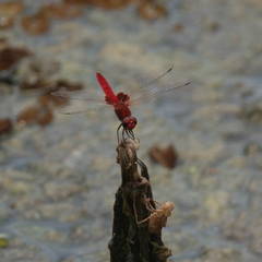 Aethriamanta circumsignata