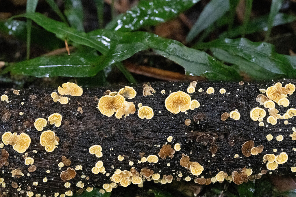Crepidotus parietalis