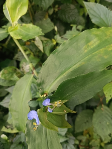Commelina paludosa, photograph 2