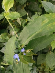Commelina paludosa, photograph (c) Raja bandi, some rights reserved (CC BY)