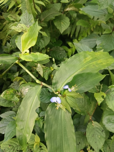Commelina paludosa, photograph 3