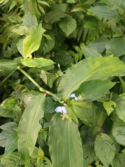 Commelina paludosa, photograph (c) Raja bandi, some rights reserved (CC BY)