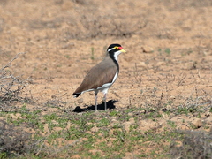 Vanellus tricolor