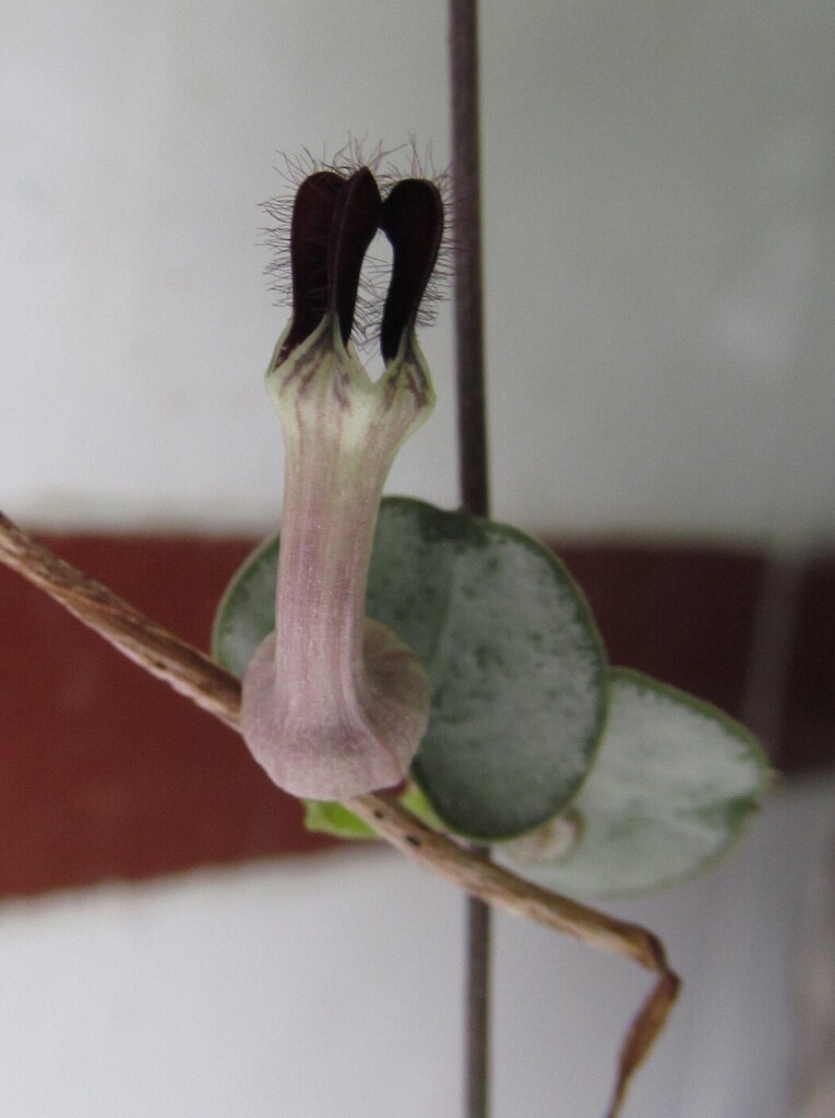 Ceropegia barbertonensis N.E.Br.