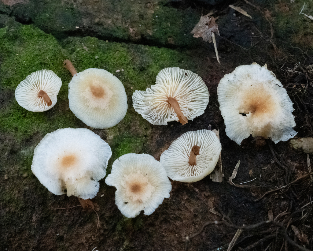 Rhodocollybia eucalyptorum · May 2025 · photo: © cooperj (iNaturalist, cc0)