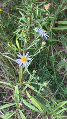 Symphyotrichum subspicatum