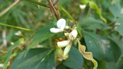 Desmodium lindheimeri