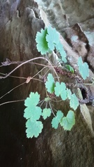 Heuchera missouriensis