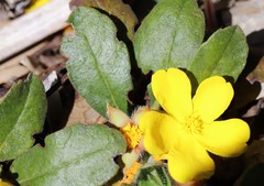 Hibbertia lasiopus