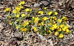 Hibbertia lasiopus