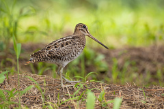 Swinhoe's Snipe photo 2