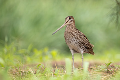 Swinhoe's Snipe photo 1