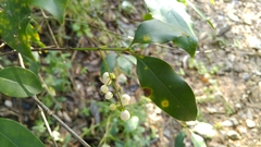 Chiococca pachyphylla