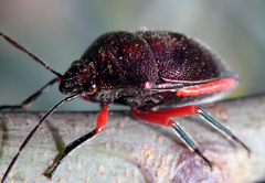 Lampromicra aerea