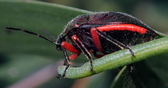 Lampromicra aerea