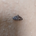 Hymenia perspectalis