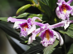 Sobralia dichotoma