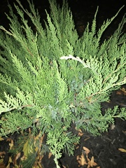 Cupressaceae