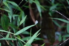 Pithecops corvus corax