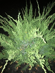 Cupressaceae