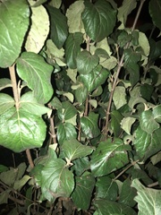 Magnoliopsida