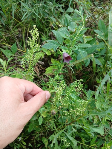 Ussuri bellflower (Codonopsis ussuriensis)