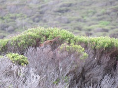 Dasyornis broadbenti