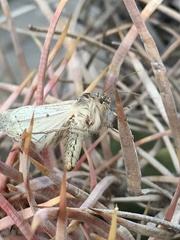 Agrotina