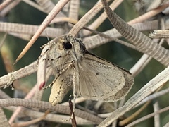 Agrotina