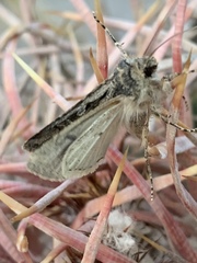 Agrotina