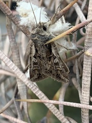 Agrotina