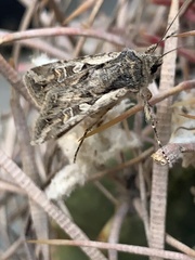 Agrotina