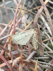 Agrotina