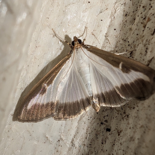 Box Tree Moth photo 3