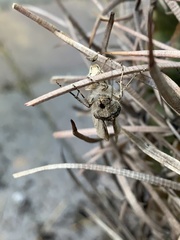Agrotina