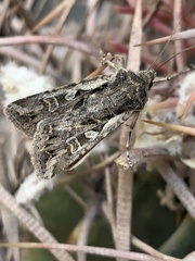 Agrotina
