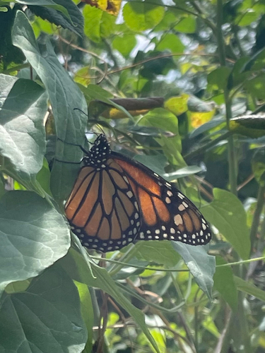 Monarch photographed in Iowa