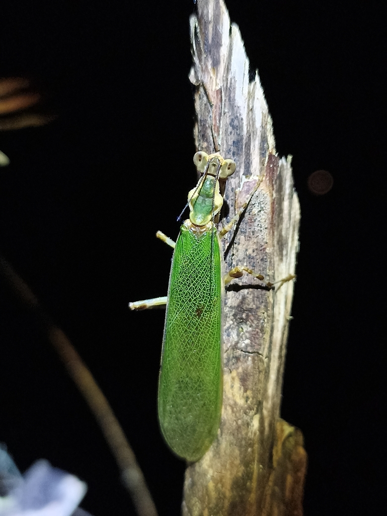 Creobroter celebensis