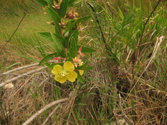 Ludwigia nervosa