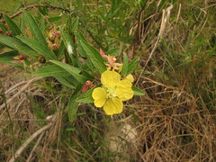 Ludwigia nervosa