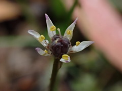 Wurmbea uniflora