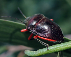 Lampromicra aerea