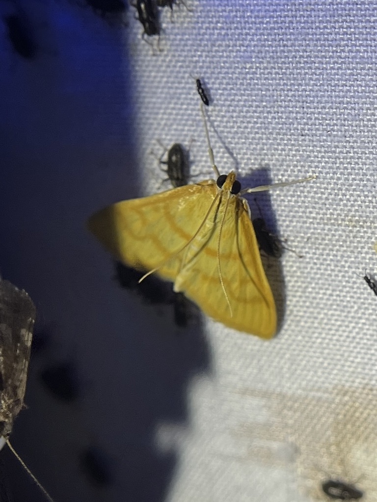Neohelvibotys polingi