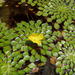 Ludwigia sedoides - Photo (c) Jan Meerman, algunos derechos reservados (CC BY-NC), uploaded by Jan Meerman