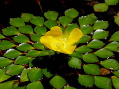 Ludwigia sedoides