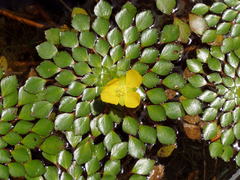 Ludwigia sedoides