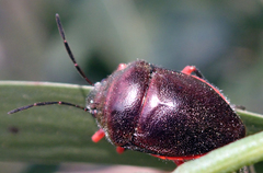 Lampromicra aerea