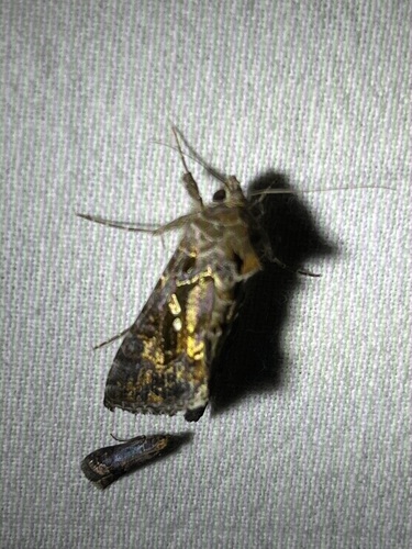 Soybean Looper Moth photo 6