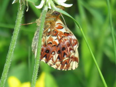Boloria titania