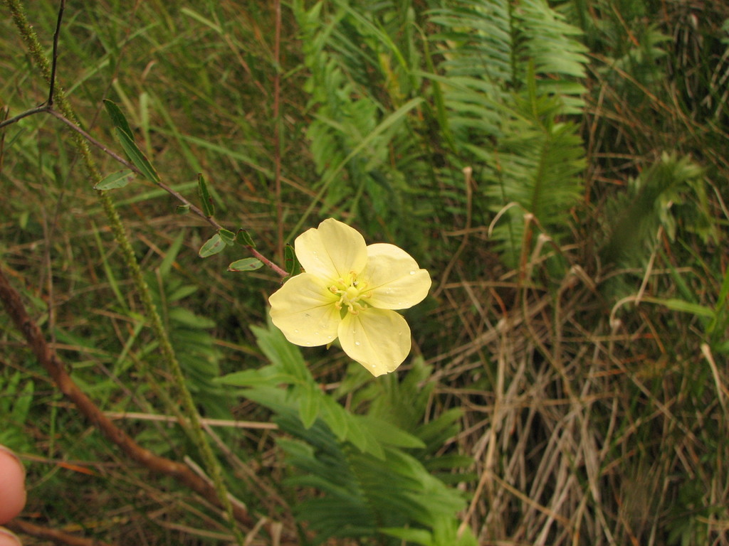Ludwigia rigida